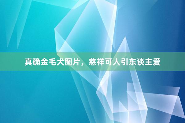 真确金毛犬图片，慈祥可人引东谈主爱